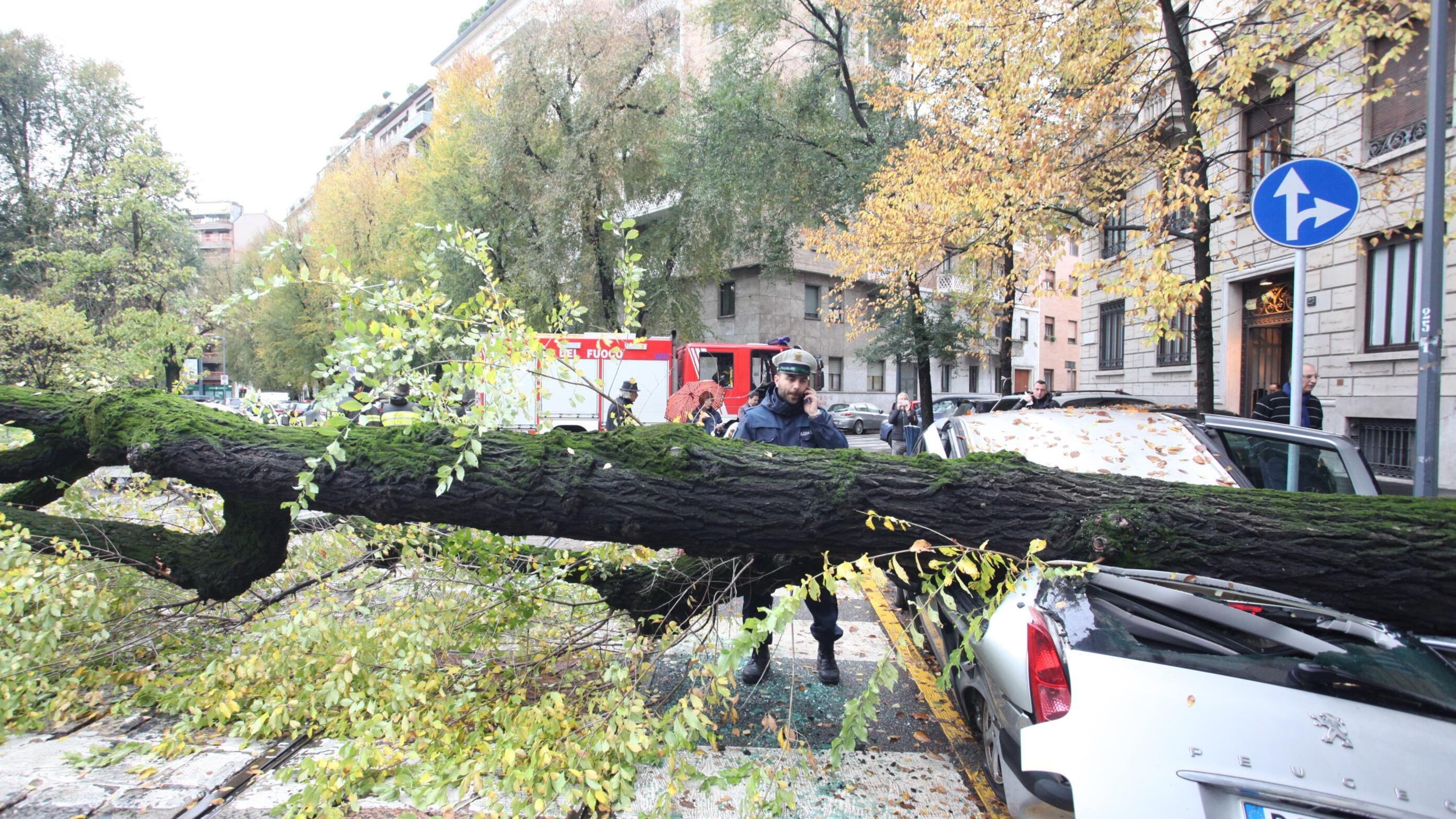 È allarme pioggia: cade un albero e distrugge tre auto