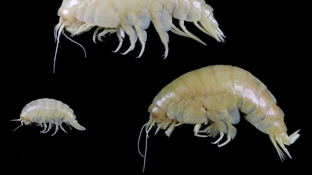 Scoperto un nuovo crostaceo, tracce di plastica nelle sue viscere
