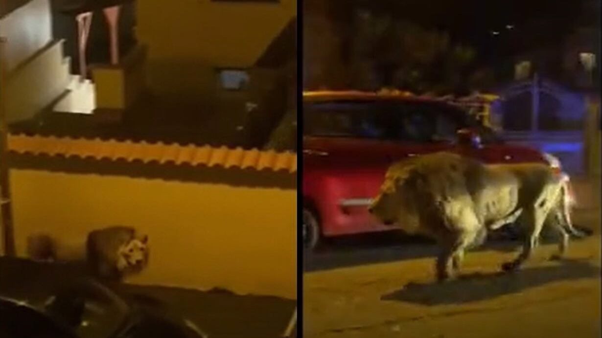 "Sabotaggio dietro la fuga del leone Kimba"
