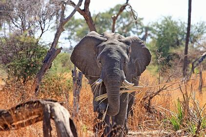 Elefante si fa un selfie 25