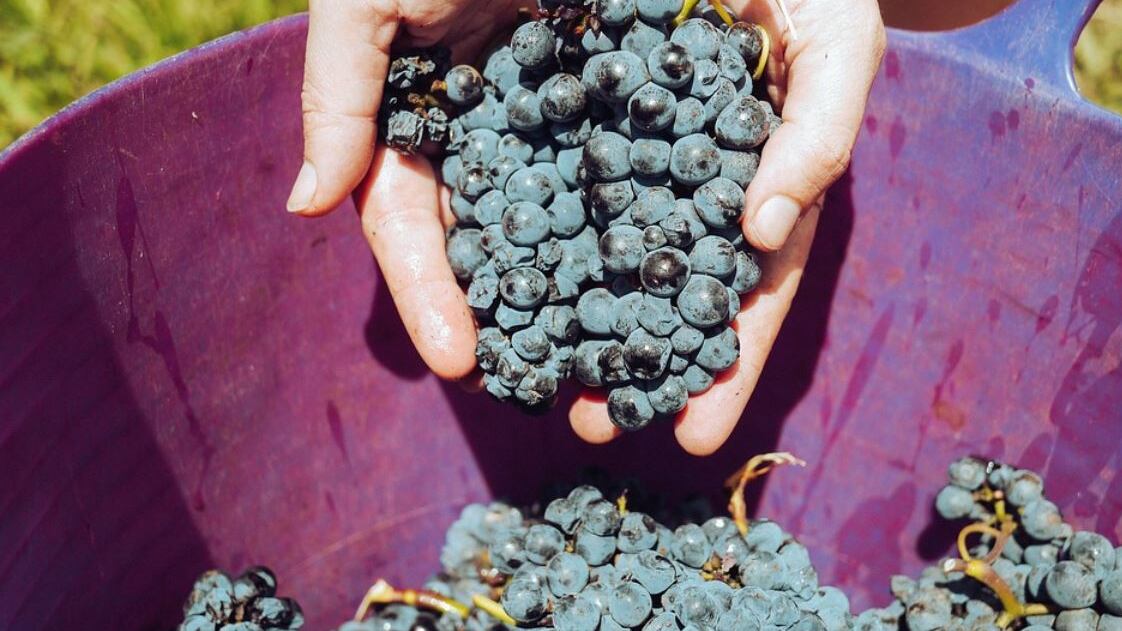 Toscana, quel vino toscano "alieno" che ha conquistato il mondo