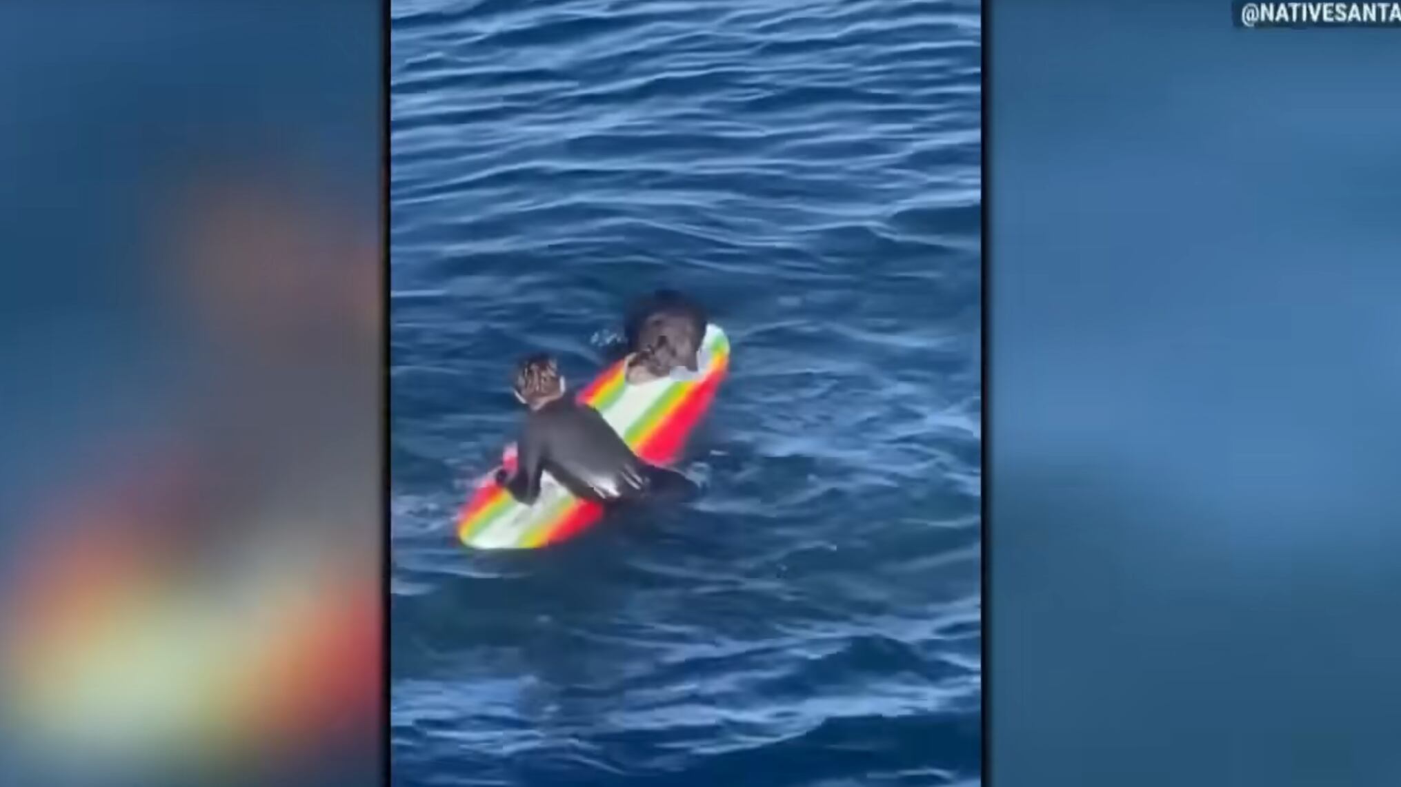 Morsi, graffi e tavole da surf rubate: la lontra che terrorizza la California