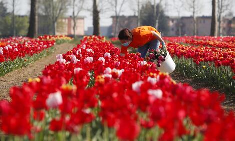 I colori del campo di tulipani di Arese 3