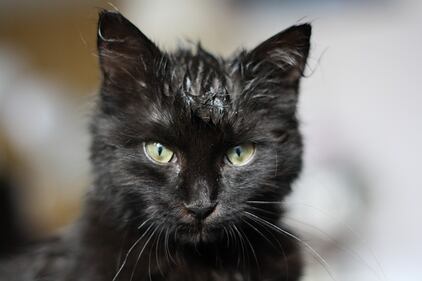 Gatto nero, foto 36
