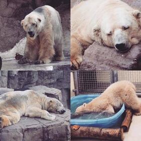 Morto Arturo, l'orso più triste del mondo 3