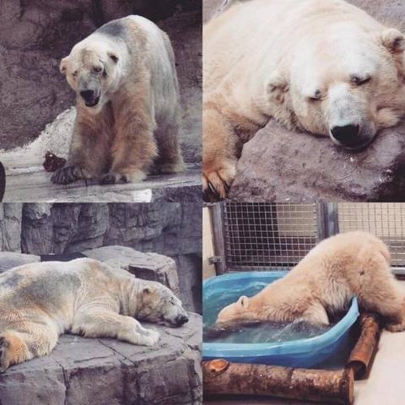 Morto Arturo, l'orso più triste del mondo 3