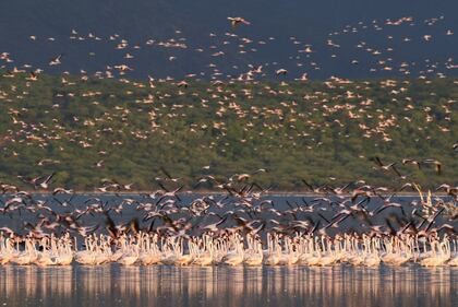 La magia dei fenicotteri rosa in Kenya 15