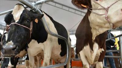 "Non bevetelo". L'allarme di Bassetti: come si rischia l'aviaria