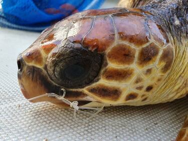 Napoli, salvata tartaruga che aveva ingerito un amo 3