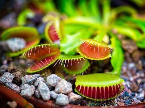La pianta carnivora che affascinò Darwin ora ispira i robot