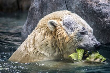 Orso polare in Brasile 13