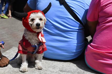 I cani e la Brexit: la manifestazione a Londra  1