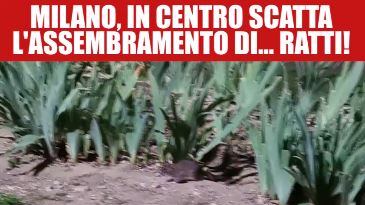 Degrado a Milano: il centro è invaso dai topi