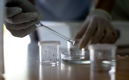 L'incubo Zika 2