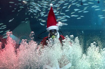 Babbo Natale sott'acqua, con i pesci di Seul 1