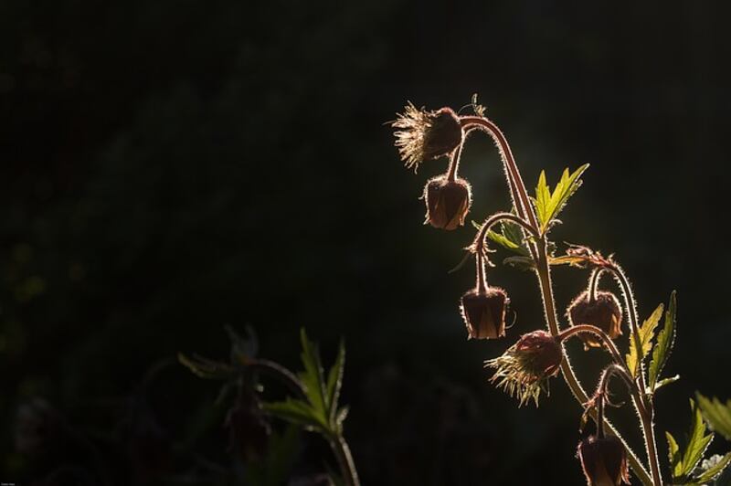 Fiori di Bach