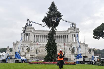 Il nuovo Spelacchio arriva a Roma, ma ha già i rami spezzati 4