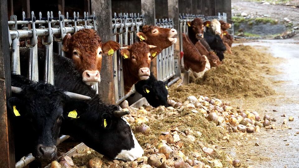 Prima i contadini, poi l'ecatombe: così è esploso il nuovo focolaio