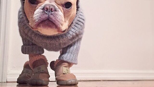 Arriva il Natale da cani (con Canettone e Candoro)