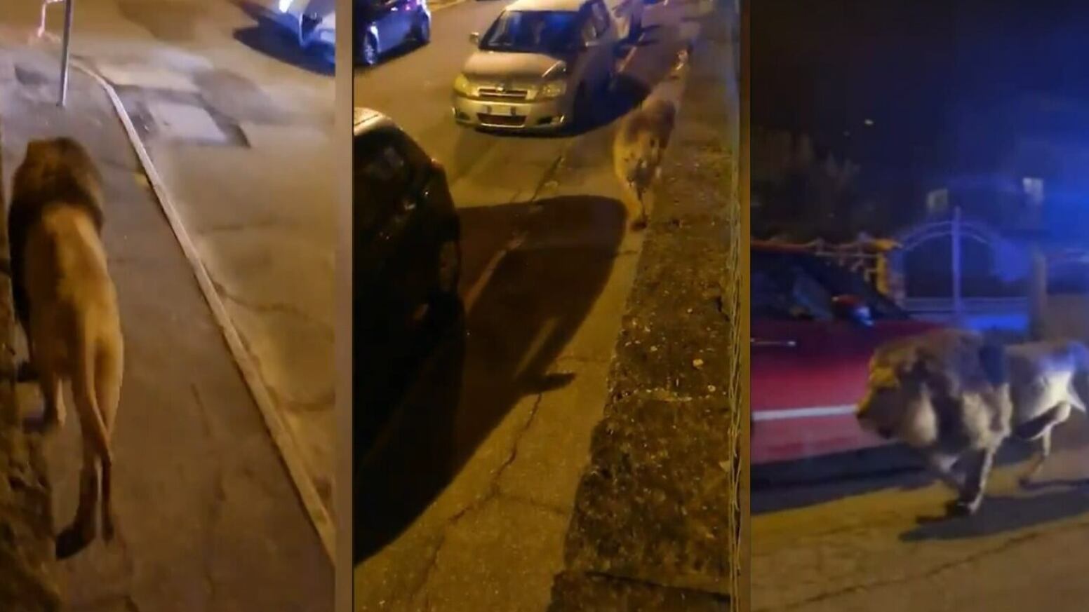 Il circo, la gabbia aperta e i tre uomini: giallo sulla fuga del leone Kimba a Ladispoli