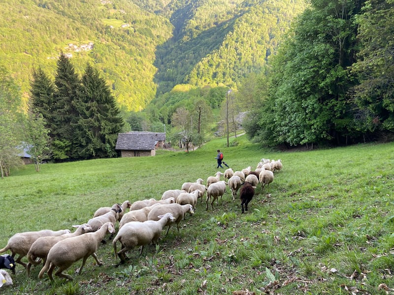 La pastora Agnes Garrone al pascolo con il suo gregge in Valle Grana