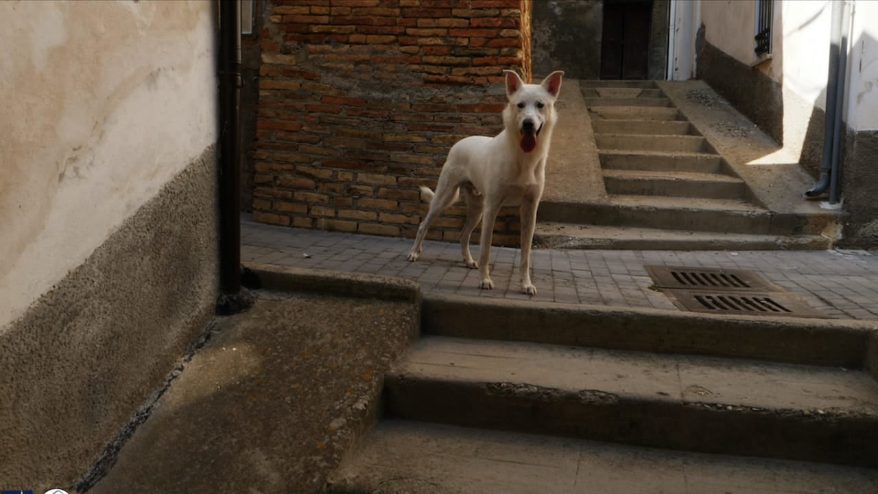 Un film per insegnare ai bambini che il cane è un "Angelo" da amare