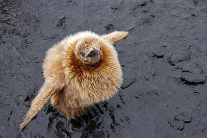 Piume, peli e nuvole: gli animali più morbidi del mondo 4