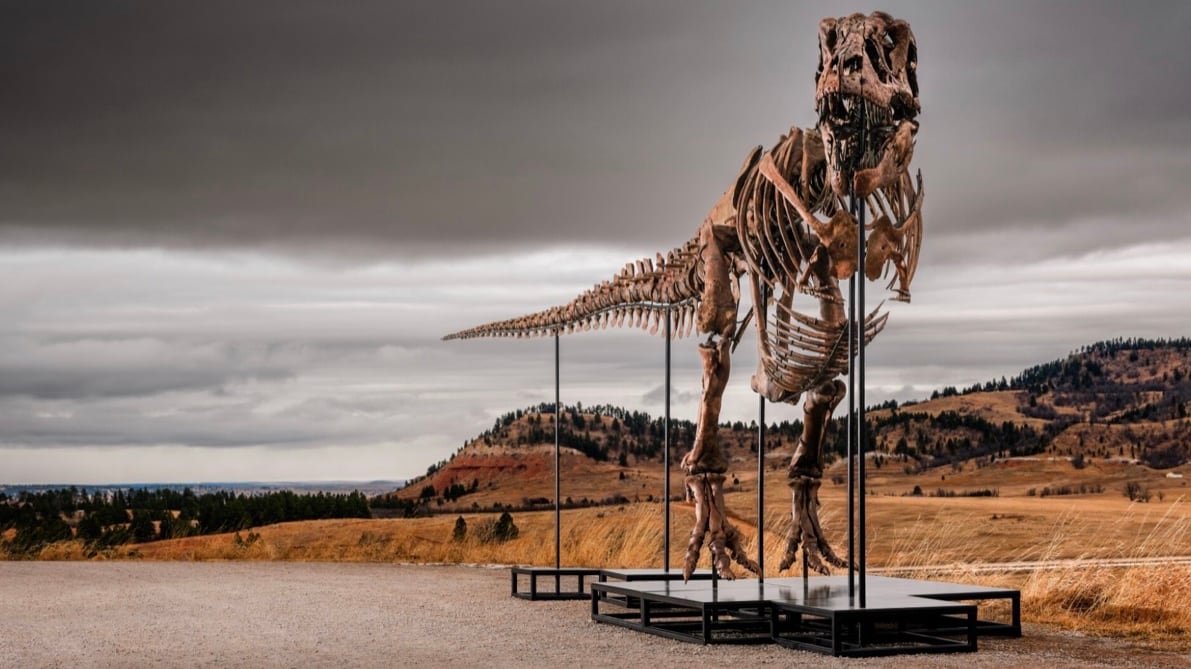 Ieri muore Sam Neill, oggi uno dei più grandi T. rex va all’asta tra le proteste degli scienziati