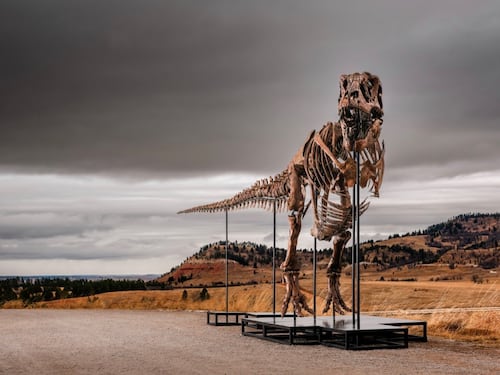 Ieri muore Sam Neill, oggi uno dei più grandi T. rex va all’asta tra le proteste degli scienziati