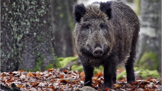 Morì aggredito dai cinghiali, la Regione Sicilia condannata al risarcimento dei danni