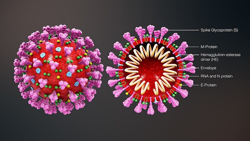 Composizione del Coronavirus