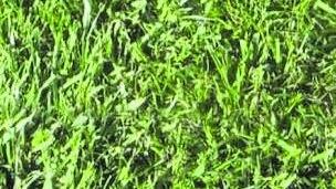 Cimiteri per gli animali con targa dedicata