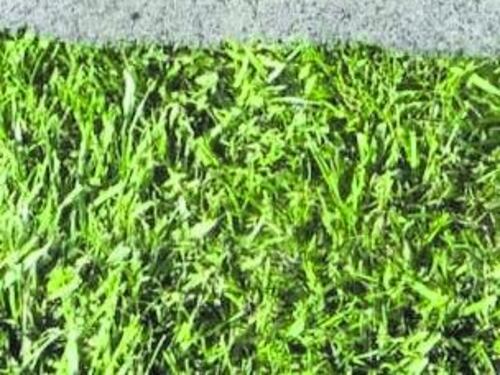 Cimiteri per gli animali con targa dedicata