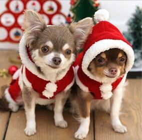 Il miglior Buon Natale è quello che ci augurano i nostri animali 7