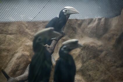 I Palaean hornbill, gli uccelli vulnerabili allevati allo zoo di Wroclaw 2