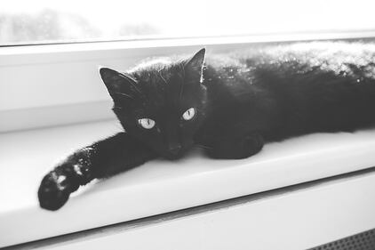 Gatto nero, foto 10