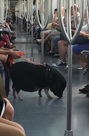 Un maiale in metro: solito degrado a Roma 1