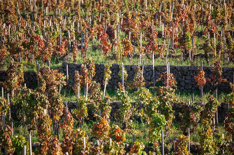 Palmento Costanzo, le vigne
