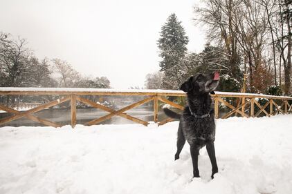 Bologna sotto la neve, le immagini 1