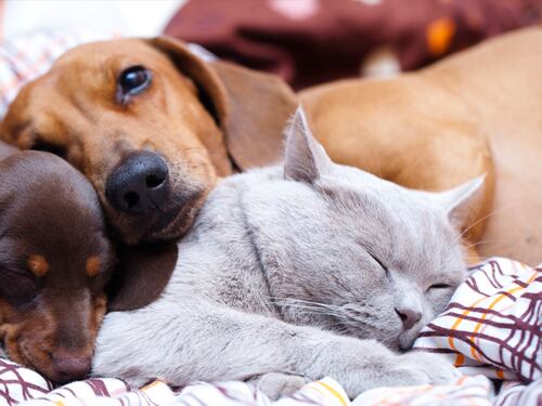 Animali in ufficio Le aziende inaugurano il "Pet Friday"