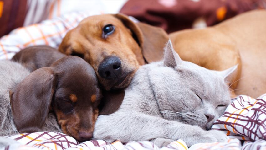 Animali in ufficio Le aziende inaugurano il "Pet Friday"