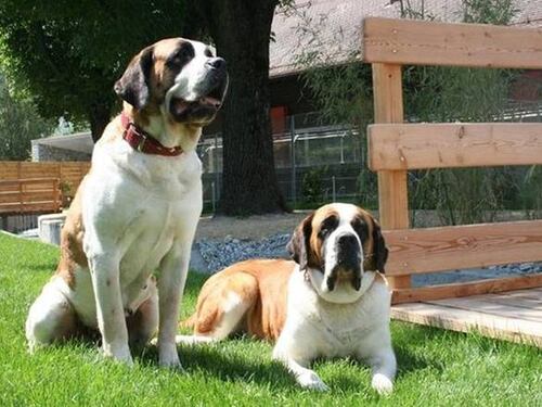 Strage di cani: usati come corrieri della droga e poi uccisi