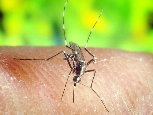Zanzare geneticamente modificate per sconfiggere i virus: come funziona la nuova “guerra asiatica” contro le malattie infettive