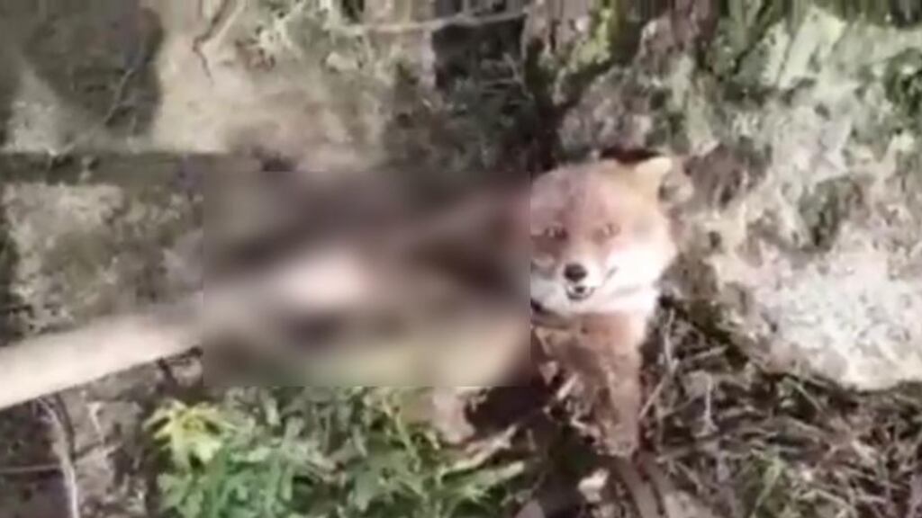 Follia di un pastore sardo: infilza una volpe col forcone