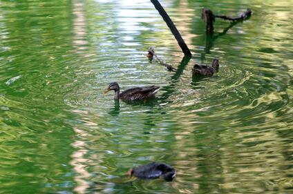 Il Lambro si colora di verde 5