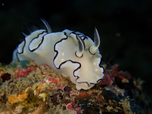 Esperimenti ambientali fallimentari: i casi Biosphere 2 e Osborne Reef
