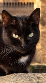 La colonia felina nel palazzo sforzesco di Milano 17