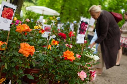 Orticola 2013, la mostra botanica 11