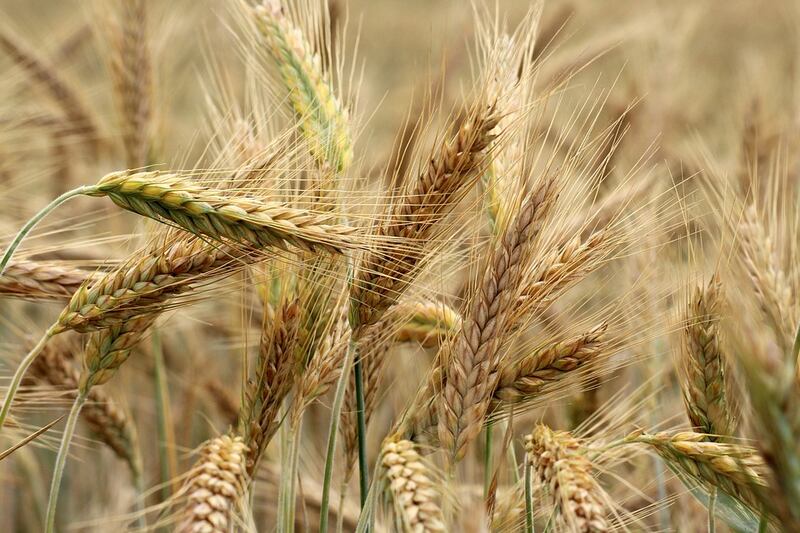 orzo pianta