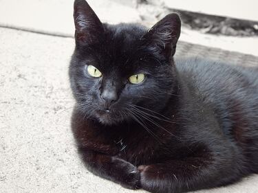 Gatto nero, foto 41
